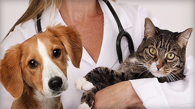 pet doctors
