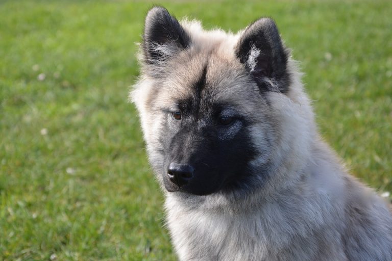 A well-groomed dog sitting outdoors, looking clean and content with trimmed fur