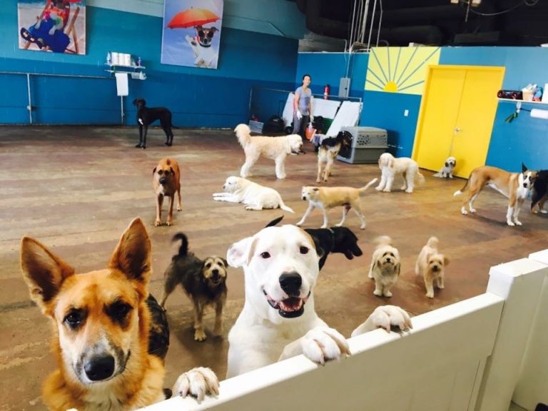 Interior view of a dog boarding facility showing clean kennels and a play area