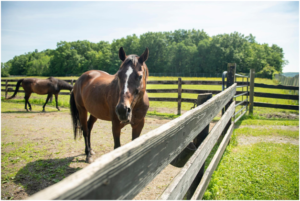 Veterinarian examining a horse with equipment related to EGGD diagnosis and treatment