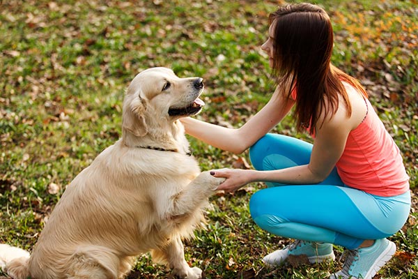 Golden Retriever being trained by a professional dog trainer outdoors at a ranch in Sonoma County